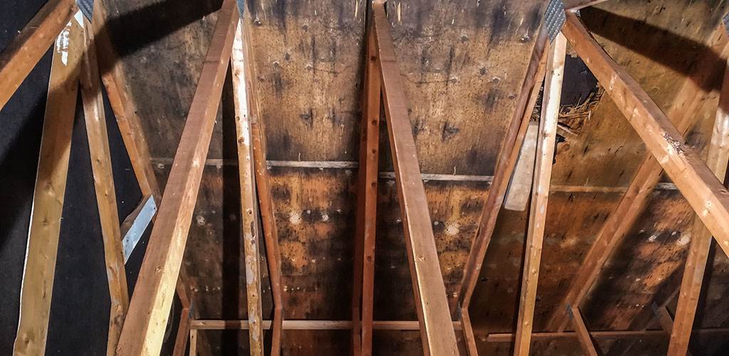 Attic Mold Removal