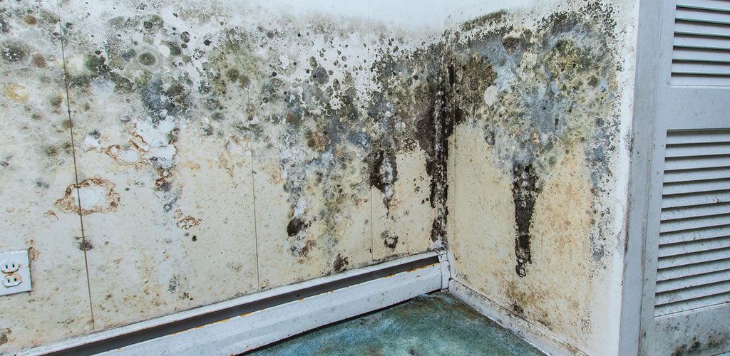 Basement Mold Removal